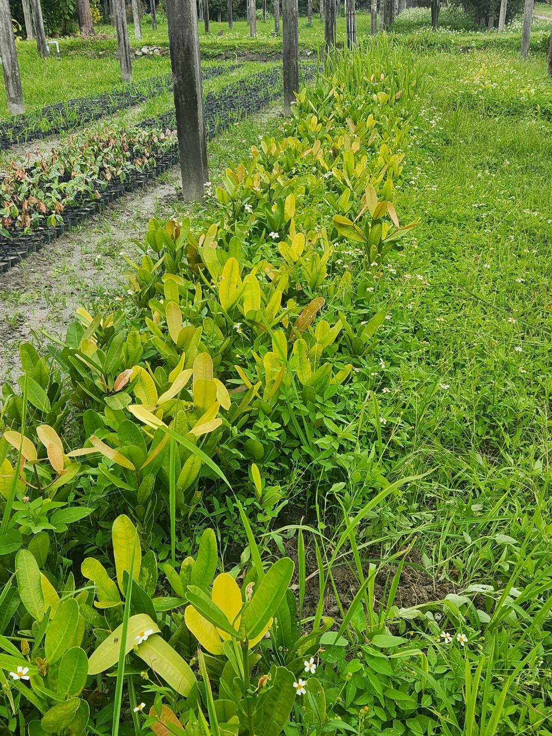 菲島福木（Garcinia subelliptica）