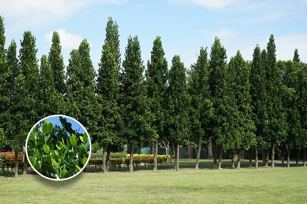 菲島福木成年後