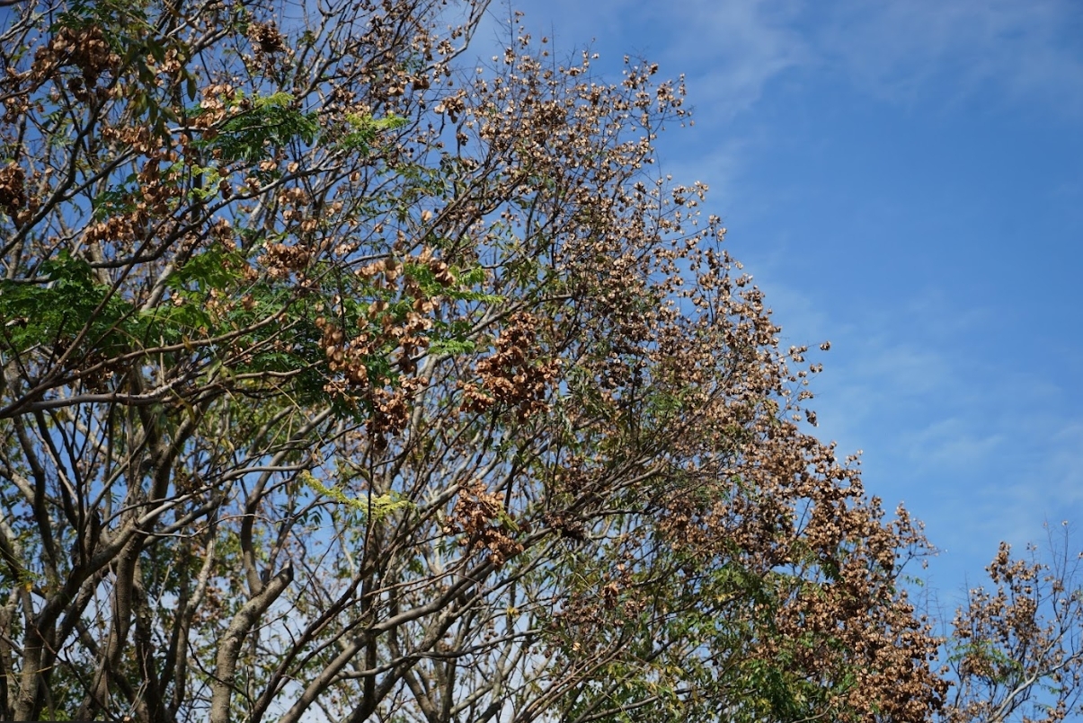 台灣欒樹3.jpg