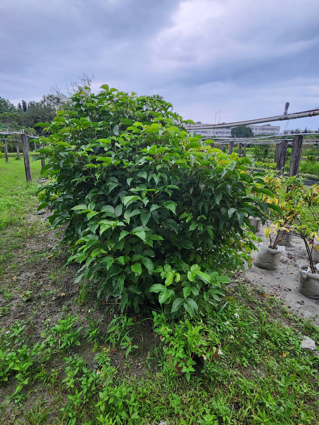 茄冬(重陽木)（Bischofia javanica） 圖片