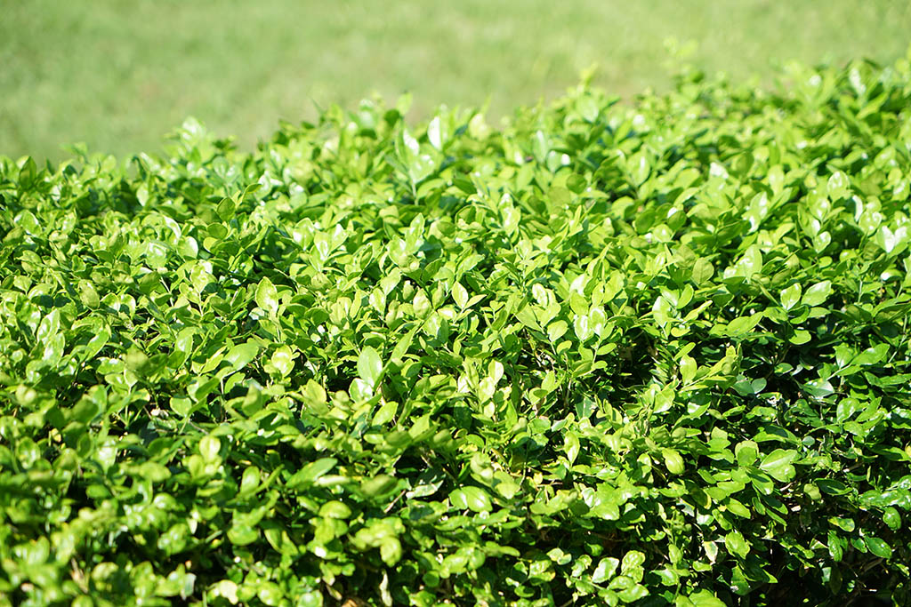 月橘(七里香)（Murraya paniculata） 圖片