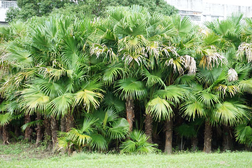 蒲葵（Livistona chinensis）