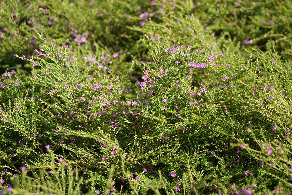細葉雪茄花（Cuphea hyssopifolia）