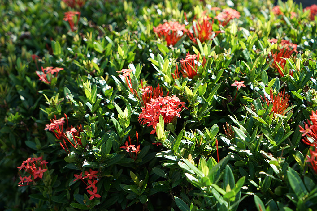 矮仙丹（Ixora×williamsii）