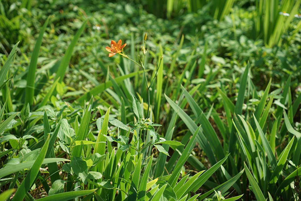 射干（Iris domestica）