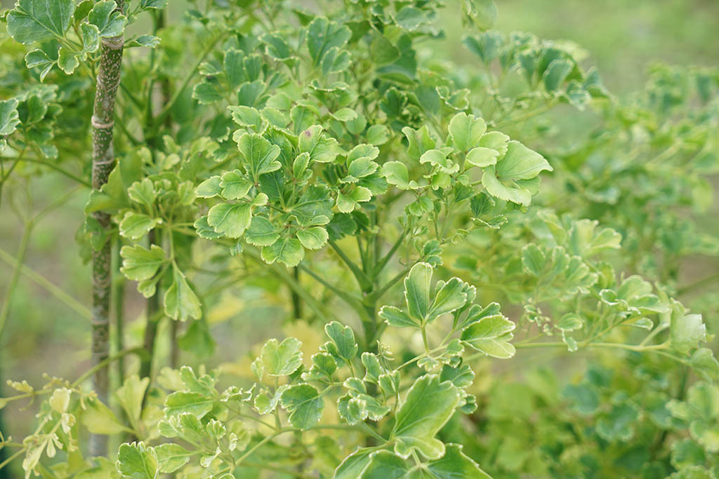 槿葉福祿桐 (Polyscias guilfoylei 'Quinquefolia')/小圓葉福祿桐 圖片