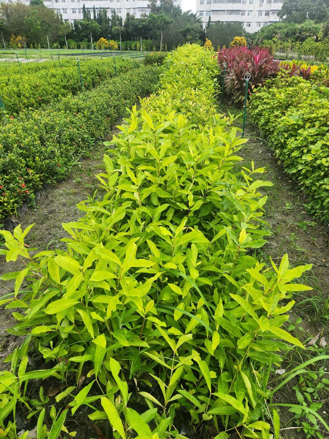 領苗時大花仙丹