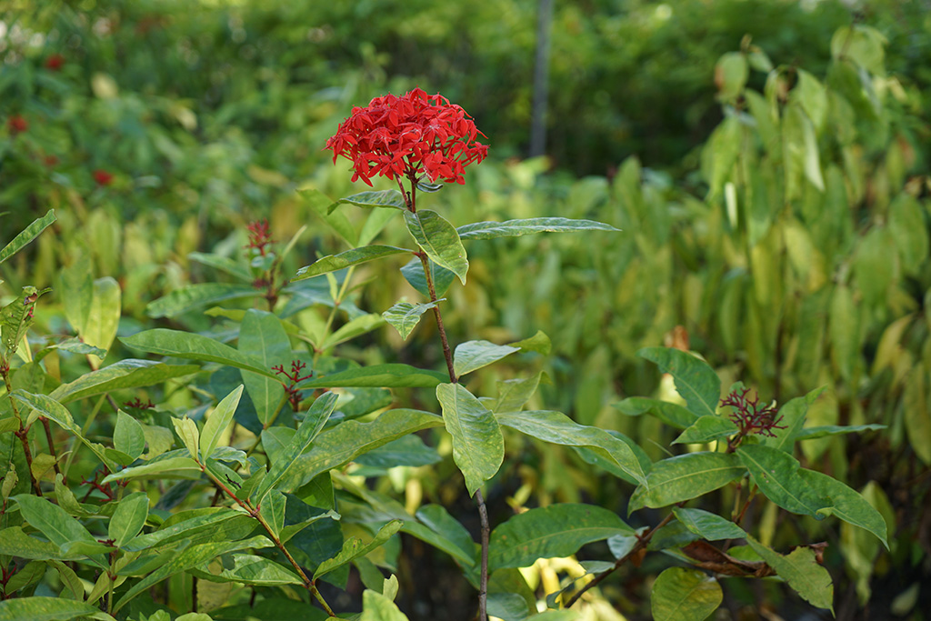 大花仙丹(大王仙丹)(Ixora casei)