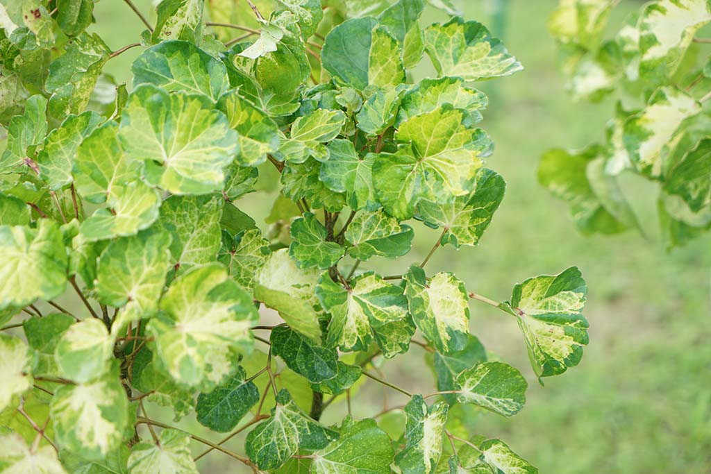 白雪福祿桐(Polyscias balfouriana 'Marginata' )/圓葉福祿桐