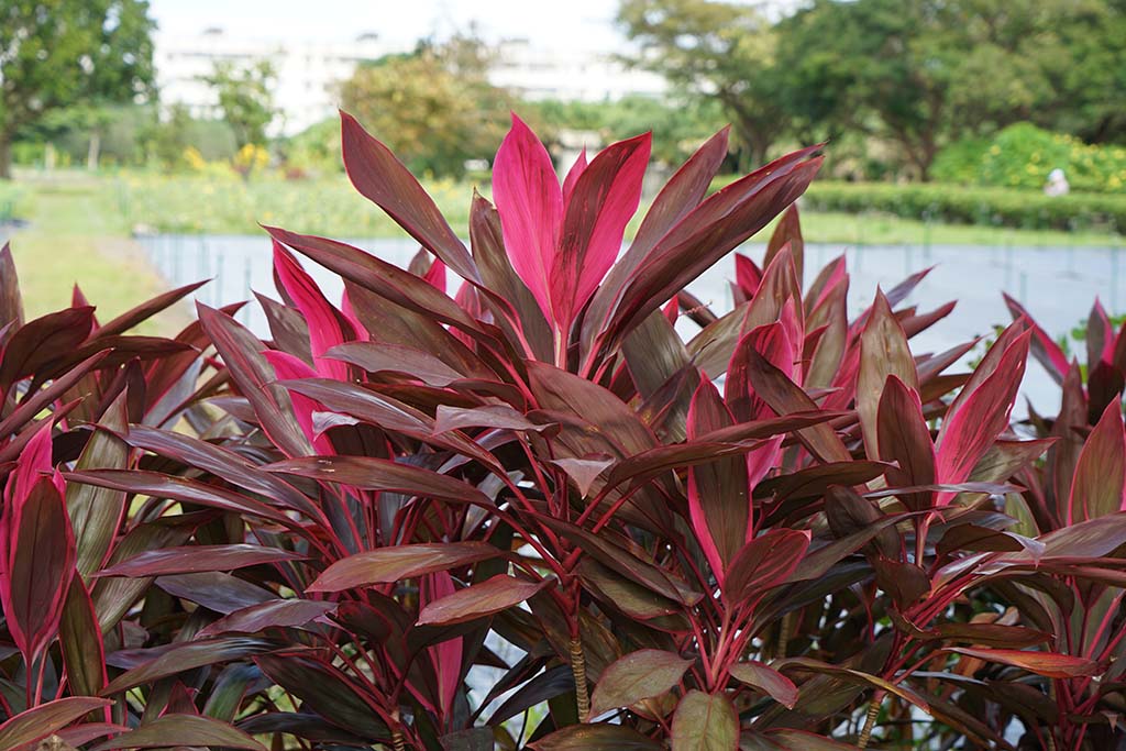 亮葉朱蕉(紅竹)（Cordyline fruticose cv. 'Aichiaka'）