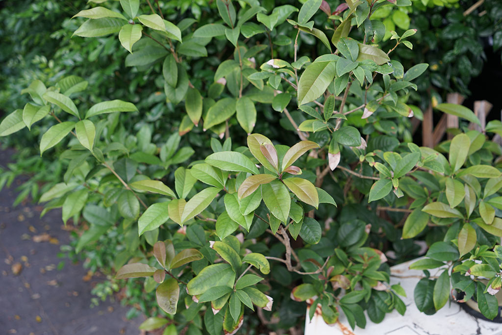 桂花（Osmanthus fragrans）