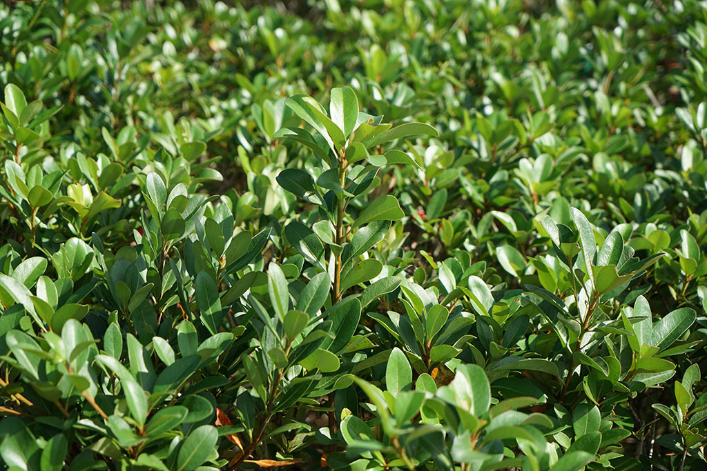 石斑木(厚葉石斑木)（Rhaphiolepis indica var. umbellata )