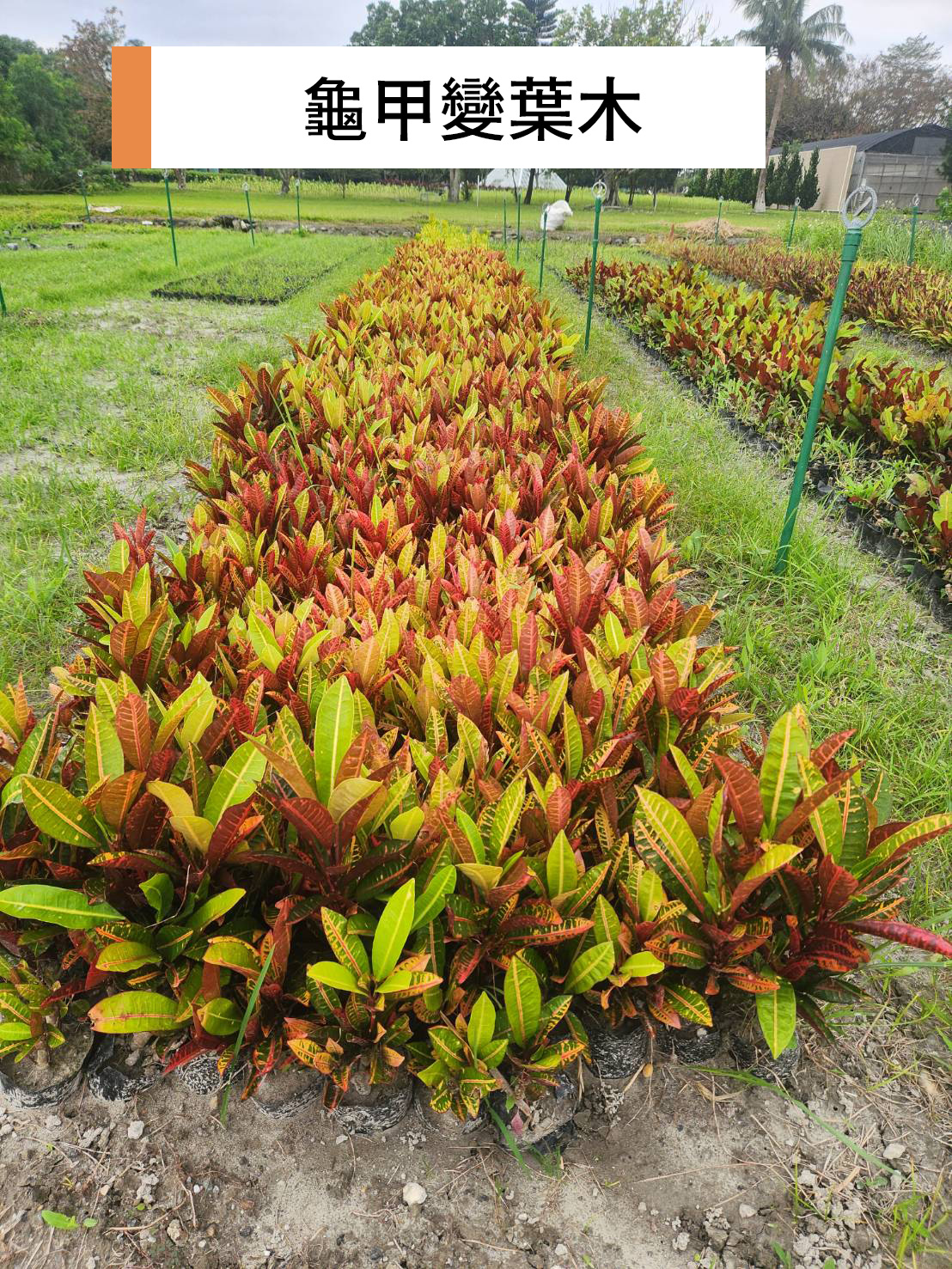 龜甲變葉木 (Codiaeum variegatum 'Indian Blanket')